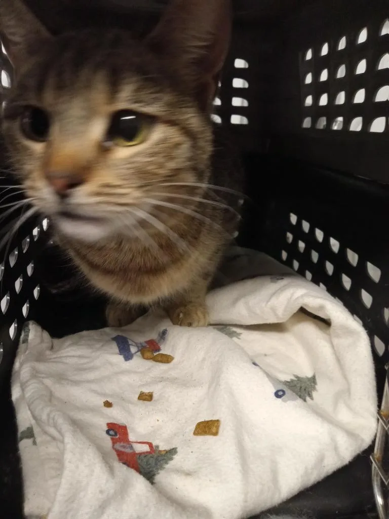 A young medium-sized female Domestic Short Hair cat named Phoebe for adoption in Pierceton, IN