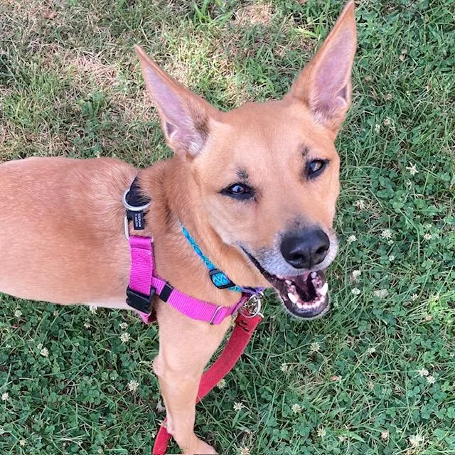 An adult medium-sized female Feist dog named Josie for adoption in Methuen, MA