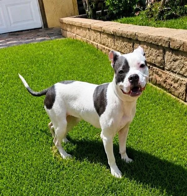A baby medium-sized female White / Cream American Staffordshire Terrier dog named Harley for adoption in las vegas, NV