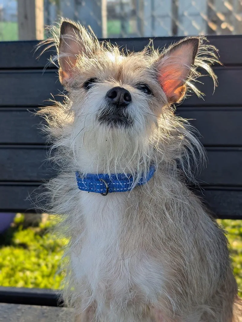 An adult medium-sized female Wire Fox Terrier dog named Truffles for adoption in Cuyahoga Falls, OH