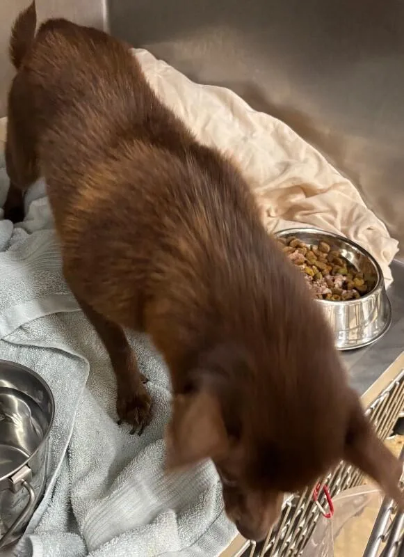 An adult small-sized female Brown / Chocolate Mixed Breed dog named Chewy for adoption in Cincinnati, OH