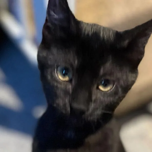 A baby small-sized female Black Domestic Short Hair cat named Precious for adoption in Oceanside, NY