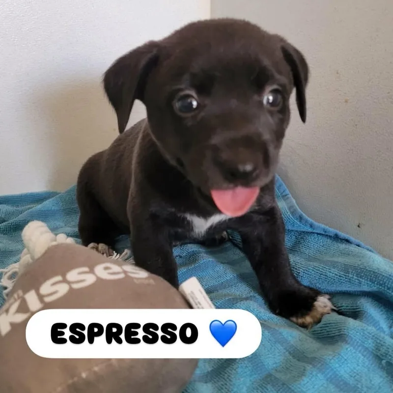 Expresso thumbnail 3