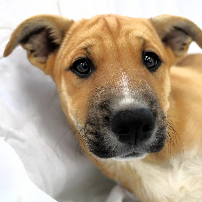 A baby small-sized female Brown / Chocolate Husky dog named Halo for adoption in Michigan City, IN