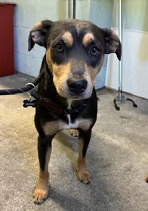 A young medium-sized female Terrier dog named Brendi for adoption in Sacramento, CA