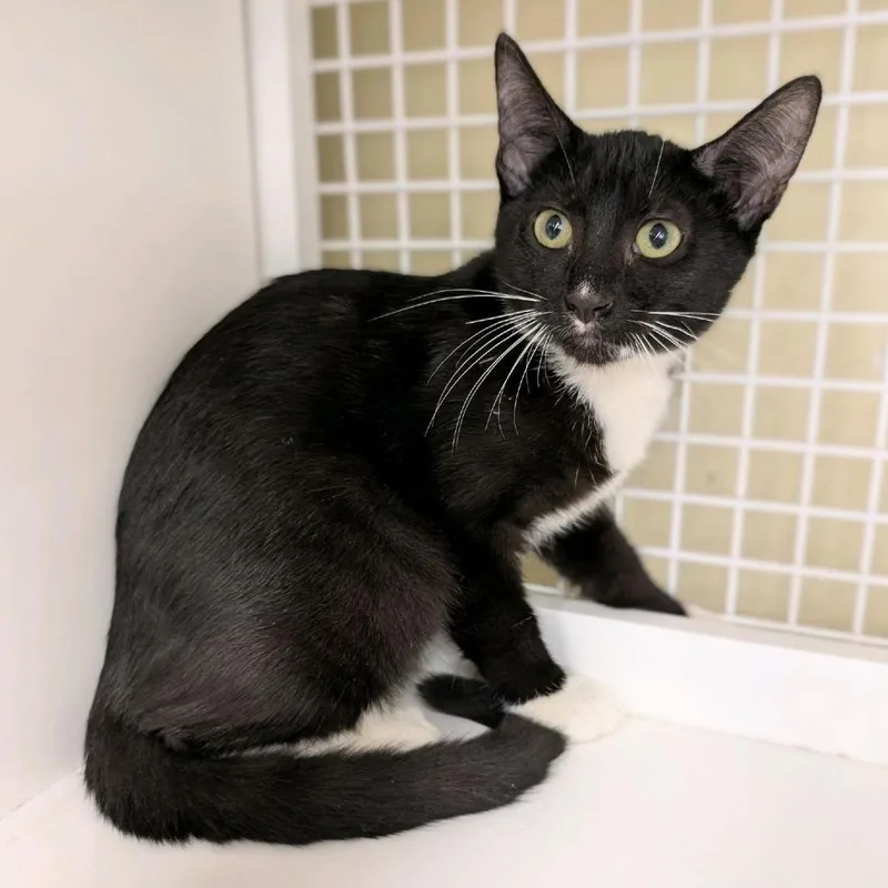 A baby small-sized female Black Domestic Short Hair cat named Julie for adoption in Hamburg, NY