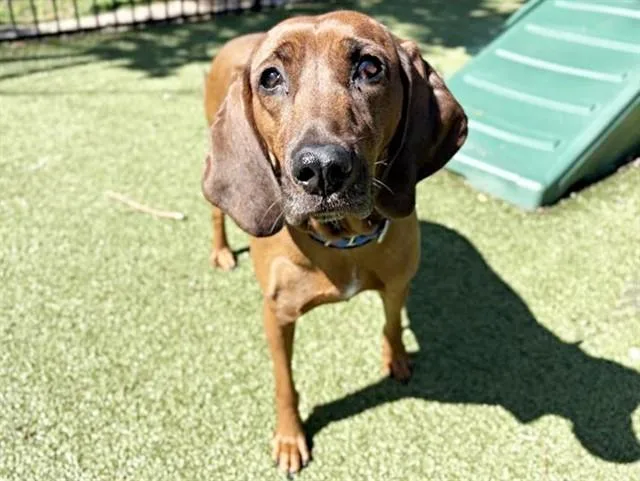 An adult large-sized female Bloodhound dog named Wanda for adoption in Saint Louis, MO