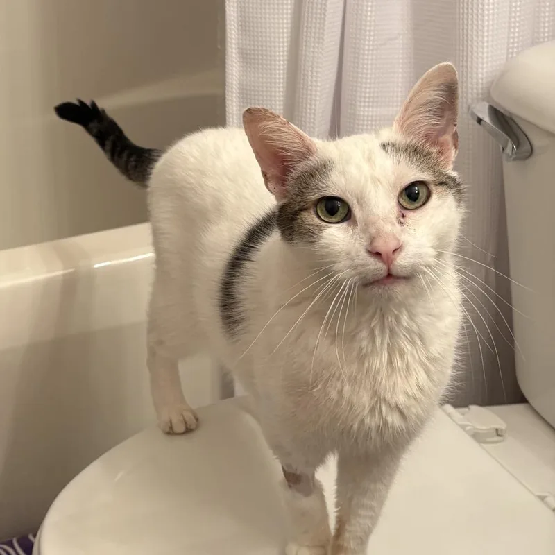 An adult medium-sized male White Domestic Short Hair cat named Gragon for adoption in Fredericksburg, VA