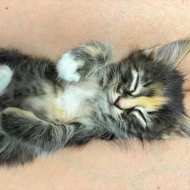 A baby small-sized female Calico Domestic Long Hair cat named Cami Miehe for adoption in Morrison, CO