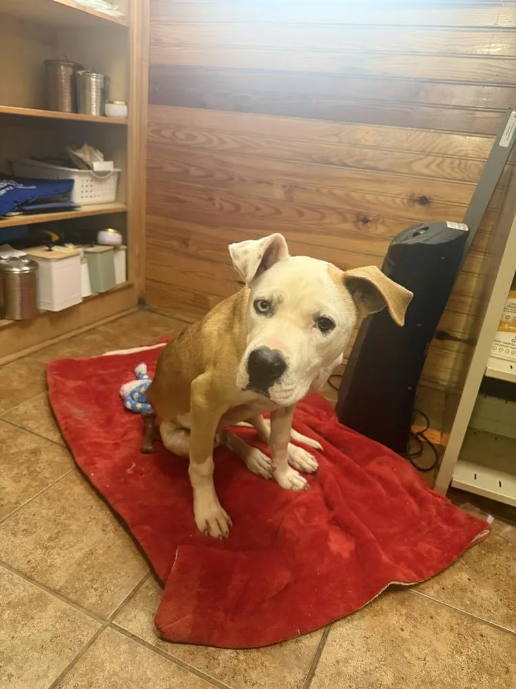 An adult large-sized male Tricolor (Brown, Black, & White) Mixed Breed dog named Briggs for adoption in Crystal Springs, MS