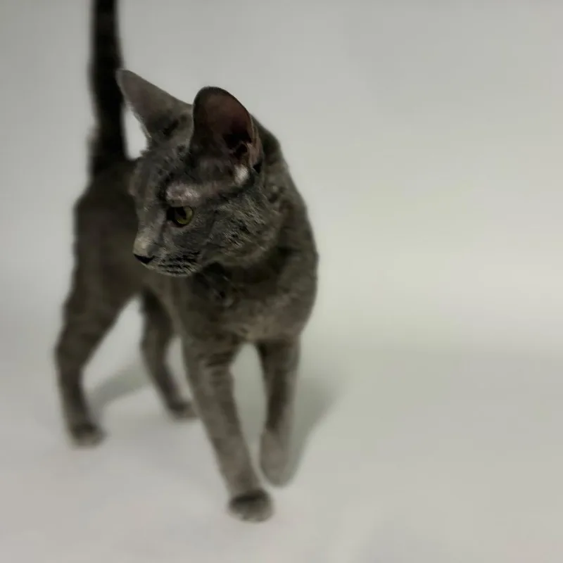 Pebbles