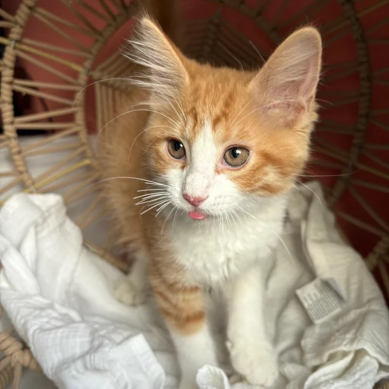 A baby small-sized male Orange / Red Domestic Medium Hair cat named Declan for adoption in Lexington, KY