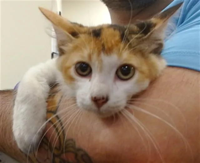 A baby small-sized female Domestic Short Hair cat named Michi for adoption in Miami, FL
