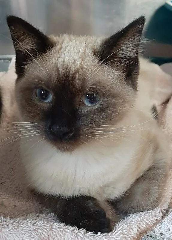 Osiris