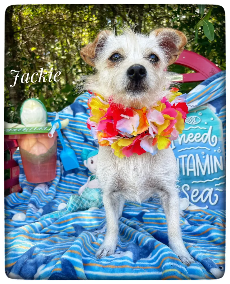 A young small-sized female Jack Russell Terrier dog named Jackie for adoption in Sebring, FL