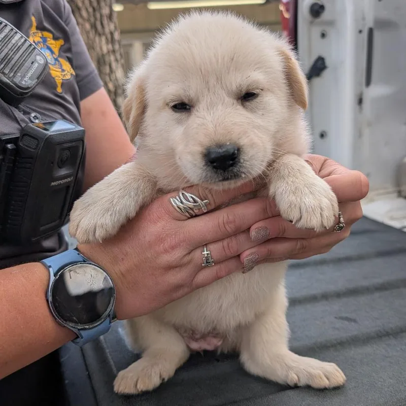 A baby small-sized female Yellow / Tan / Blond / Fawn Golden Retriever dog named Lou for adoption in Buchanan Dam, TX