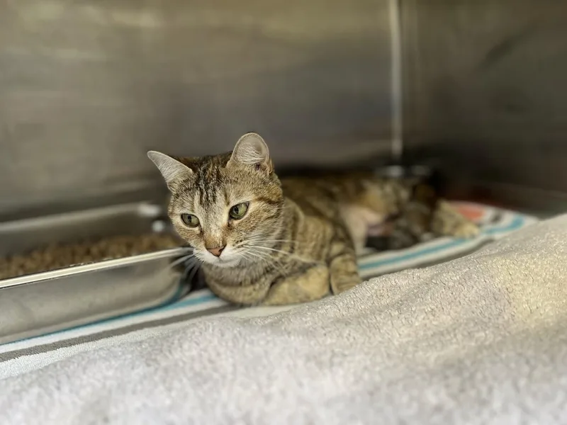 A young medium-sized female Domestic Short Hair cat named Belinda for adoption in Hilton Head Island, SC