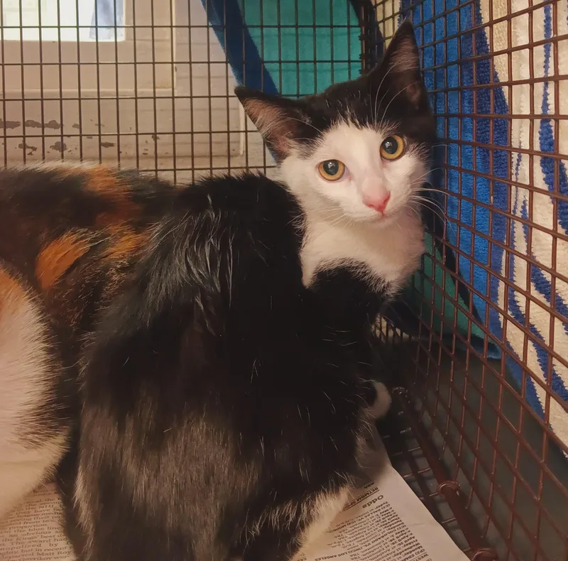 A baby small-sized female Domestic Short Hair cat named Pequena for adoption in Los Angeles, CA