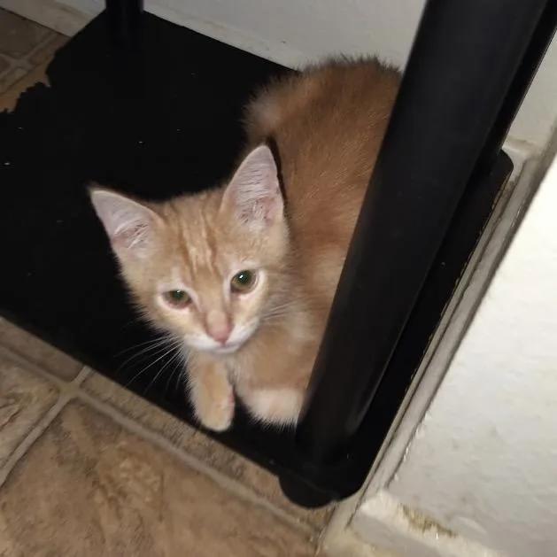 A baby small-sized male Orange / Red Domestic Short Hair cat named OC Convention Center for adoption in Westminster, CA