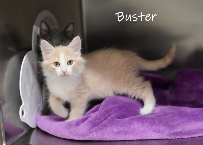 A baby small-sized male Buff & White Domestic Medium Hair cat named Buster for adoption in Bishop, GA