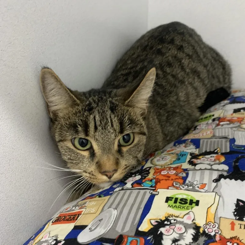 A young medium-sized female Brown / Chocolate Domestic Short Hair cat named Peach for adoption in Franklin, NC
