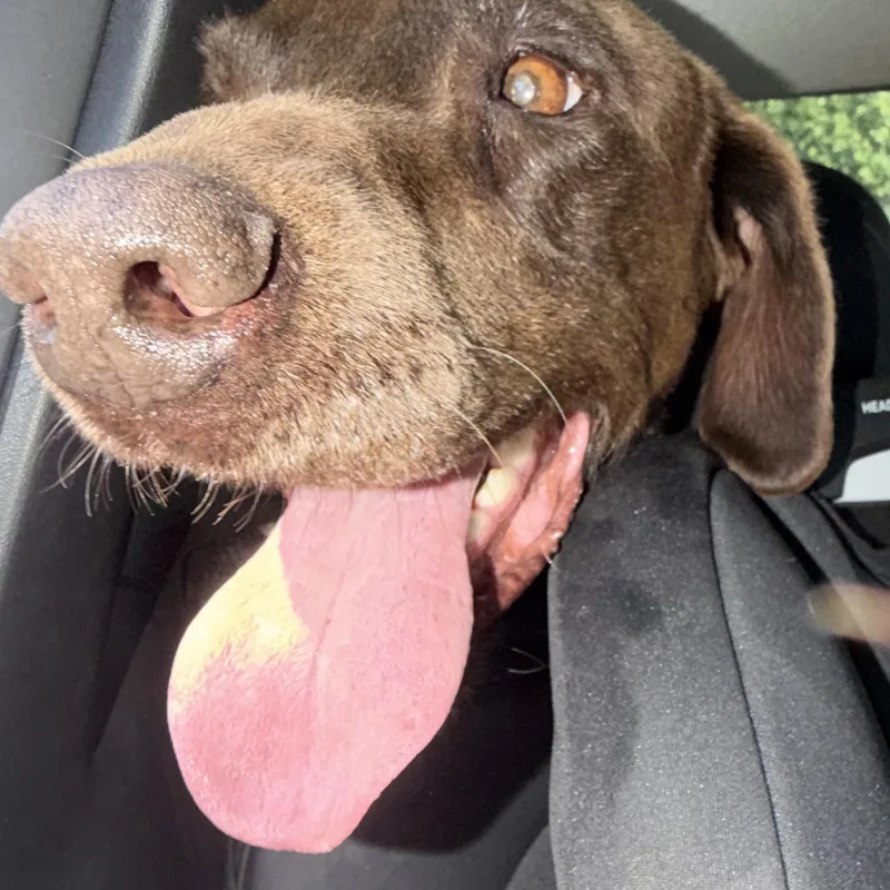 An adult large-sized female Brown / Chocolate Chocolate Labrador Retriever dog named Carmella for adoption in Santa Barbara, CA