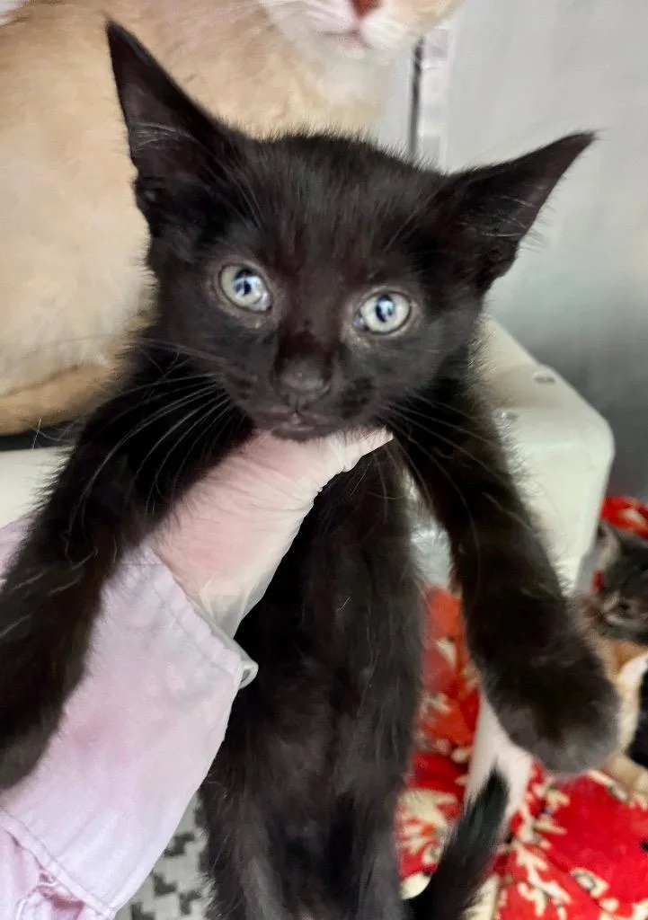 A baby medium-sized female Domestic Short Hair cat named Mary Westmacott for adoption in Cincinnati, OH