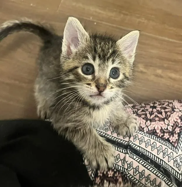 A baby small-sized male Domestic Short Hair cat named Katsu for adoption in Camarillo, CA