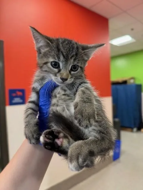 A baby small-sized female Domestic Short Hair cat named Sourdough for adoption in Louisville, KY