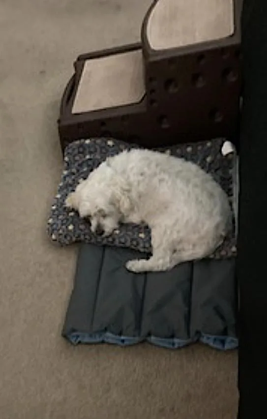 A senior small-sized male White / Cream Maltipoo dog named Oliver for adoption in Amherst, MA