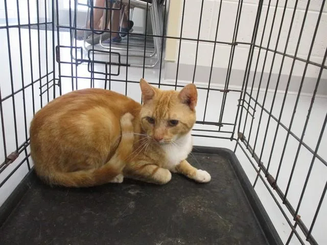 An adult small-sized male Domestic Short Hair cat named Jack Jack for adoption in Ocala, FL