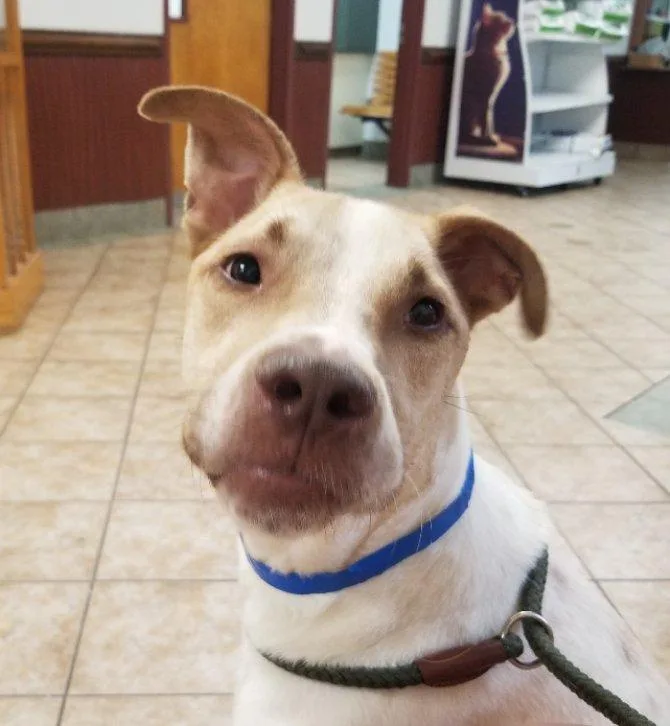 A young large-sized male Yellow / Tan / Blond / Fawn Catahoula Leopard Dog dog named MaGee for adoption in Greensboro, GA
