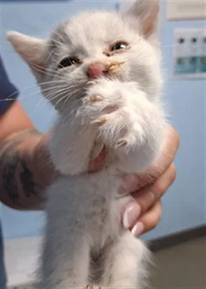 A baby small-sized female Domestic Short Hair cat named Lola for adoption in Bakersfield, CA