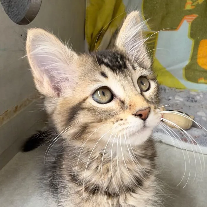 A baby small-sized female Black Domestic Medium Hair cat named Chanel for adoption in Colorado Springs, CO
