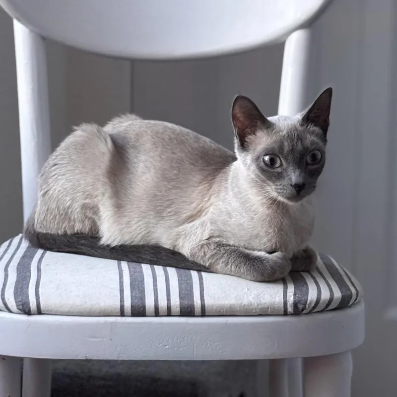 An adult small-sized female Lilac Point Domestic Short Hair cat named Pansy for adoption in Kenai, AK