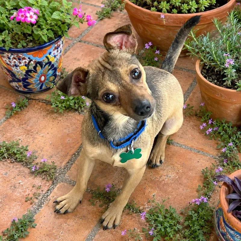 An adult small-sized male Brown / Chocolate Chihuahua dog named Ted Lasso for adoption in Boerne, TX
