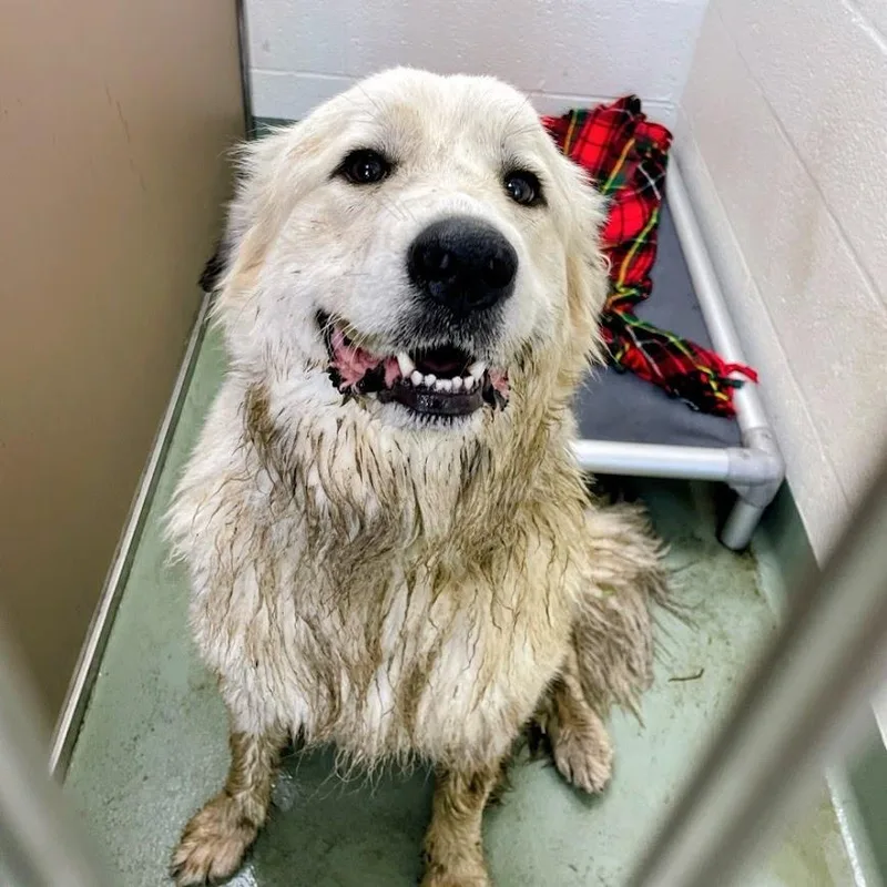 An adult large-sized female White / Cream Great Pyrenees dog named Snow Cone for adoption in Lyndhurst, VA