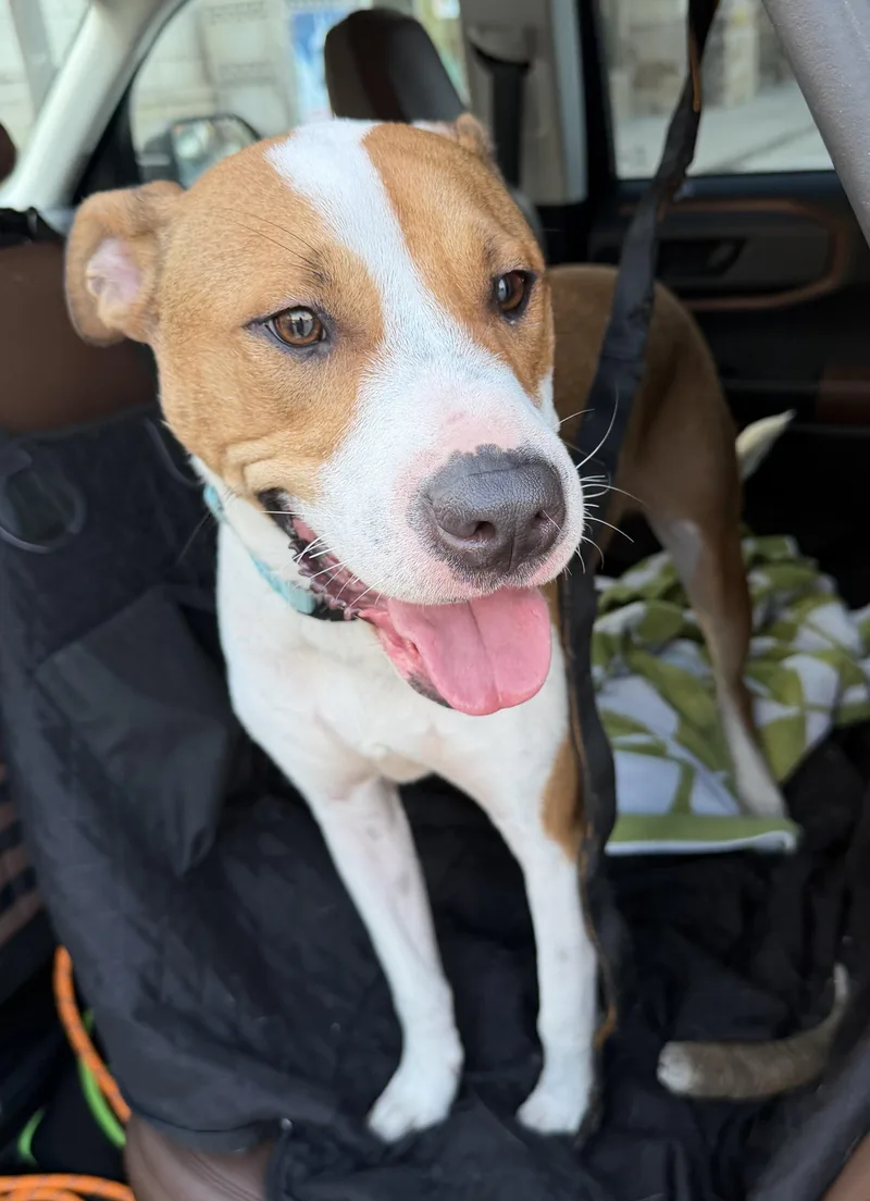 A young medium-sized male White / Cream Staffordshire Bull Terrier dog named Benie for adoption in Houston, TX