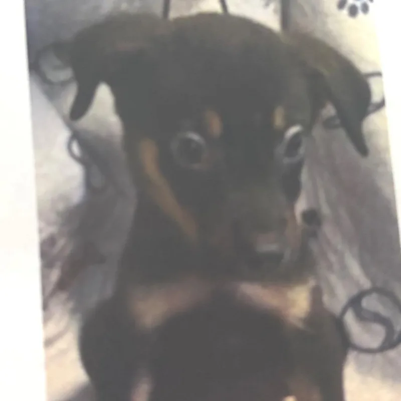 A baby small-sized male Black Labrador Retriever dog named Reed for adoption in Wilmington, DE