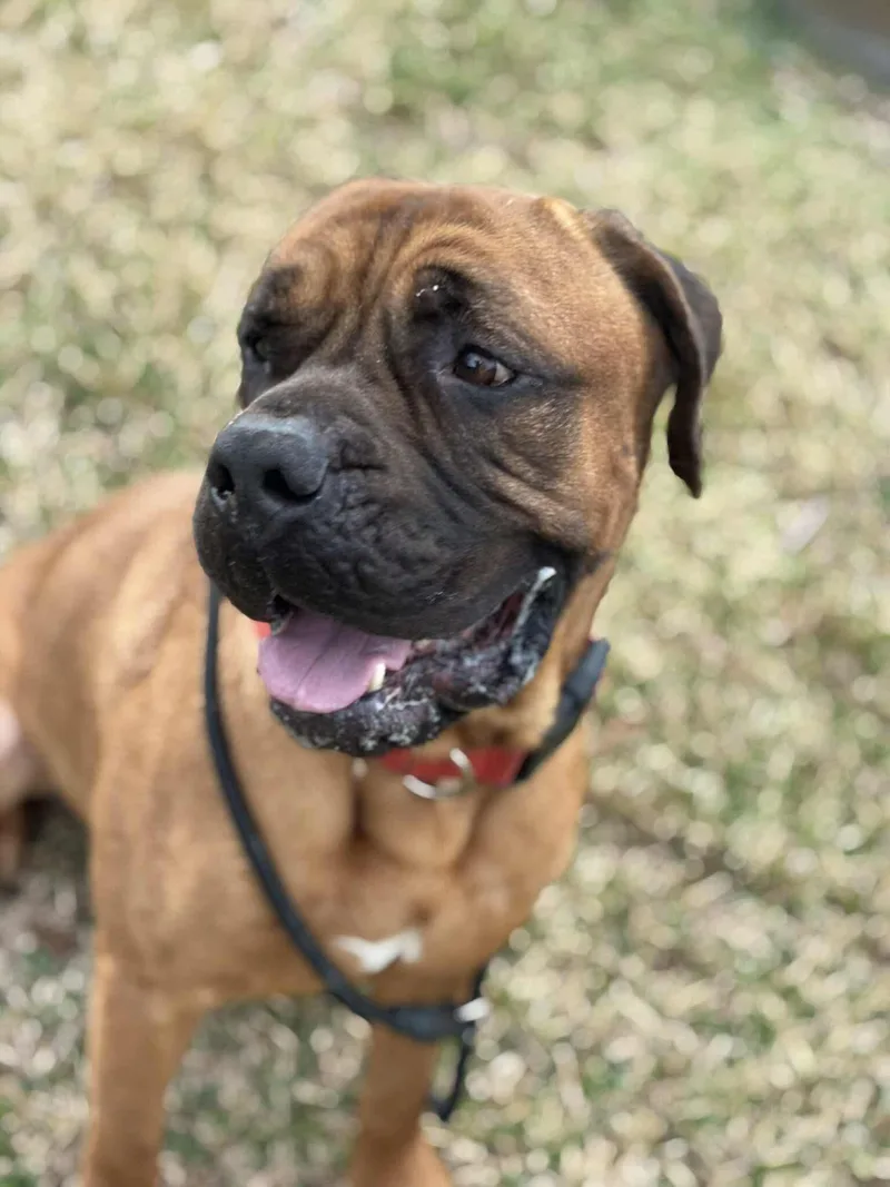 Gus