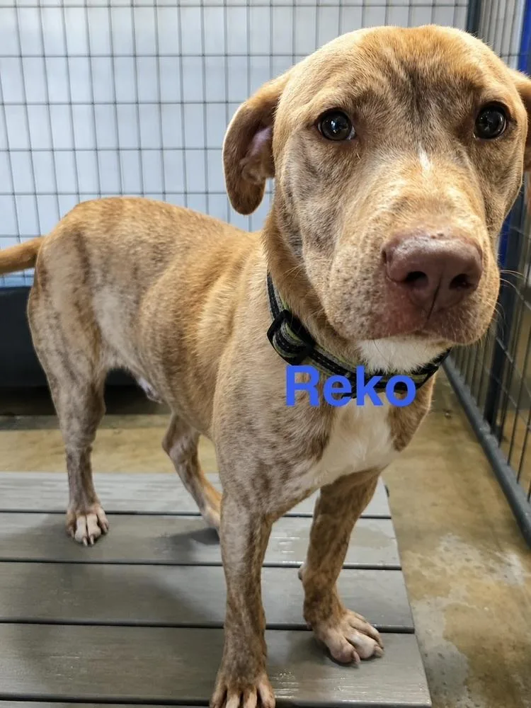 An adult medium-sized male Brindle Labrador Retriever dog named Reko for adoption in Warrenton, MO