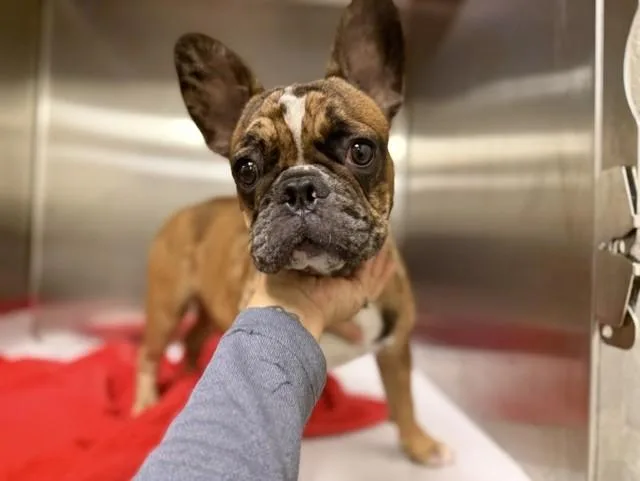 A young small-sized male French Bulldog dog named Kendal for adoption in Miami, FL