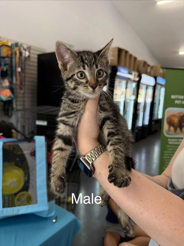 A baby small-sized male Gray & White Domestic Short Hair cat named Beef for adoption in Lafayette, CO