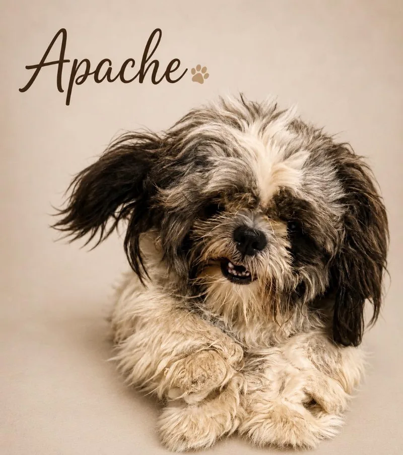 Apache thumbnail 2
