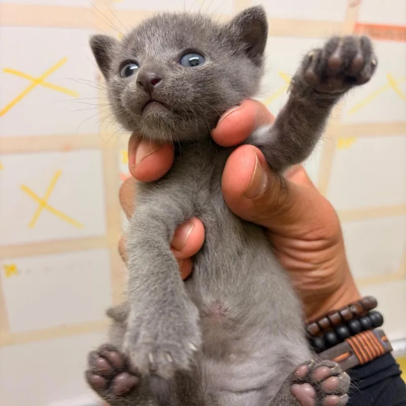 A baby small-sized male Gray / Blue / Silver Domestic Short Hair cat named Slinky S for adoption in Edinburg, TX