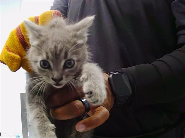 A baby small-sized female Domestic Short Hair cat named Poppy for adoption in Charlotte, NC