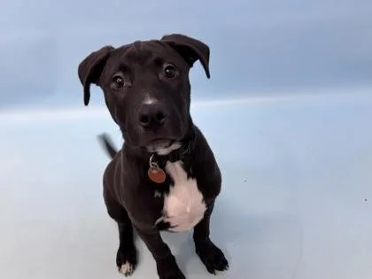 A baby small-sized male Labrador Retriever dog named Smokey for adoption in Woodbury, MN