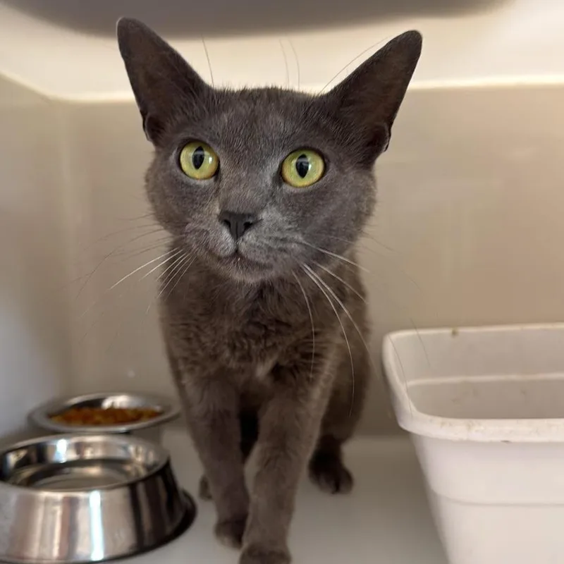 An adult medium-sized female Gray / Blue / Silver Russian Blue cat named Ocean for adoption in Rocky Mount, VA