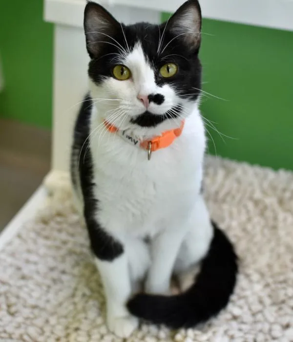 An adult medium-sized female White Domestic Short Hair cat named Tiny for adoption in Marietta, GA