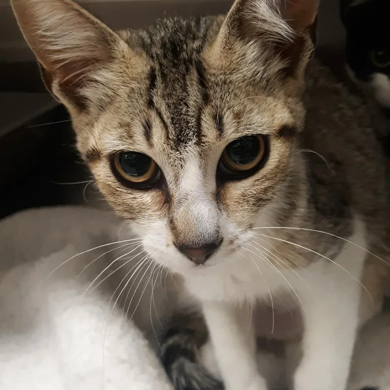 A baby small-sized female Brown / Chocolate Domestic Short Hair cat named Baby Beans for adoption in Spokane, WA